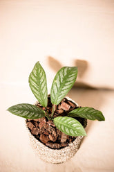 Schismatoglottis asperata var.